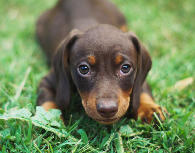 How Long Can a Dachshund Puppy Hold Its Bladder