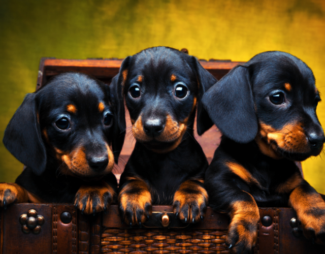 Why dachshunds are the worst breed or are they