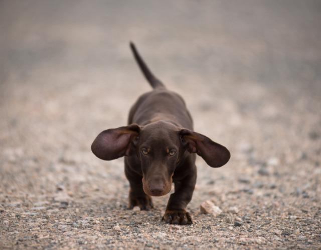 cute dachshund running