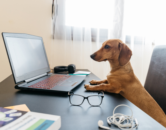 dachshund sitting in front laptop