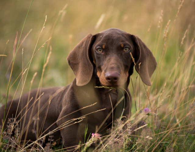 dachshund in grass