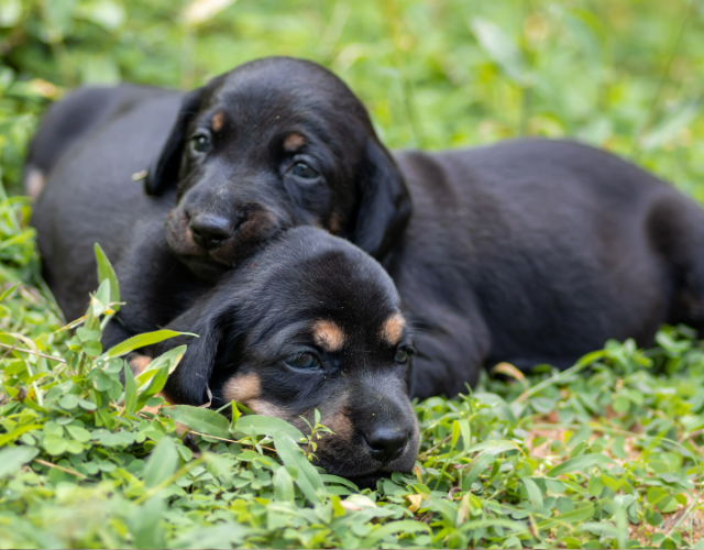 2 dachshund puppies lies on grass