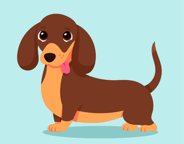 cute dachshund in vector, brown hair