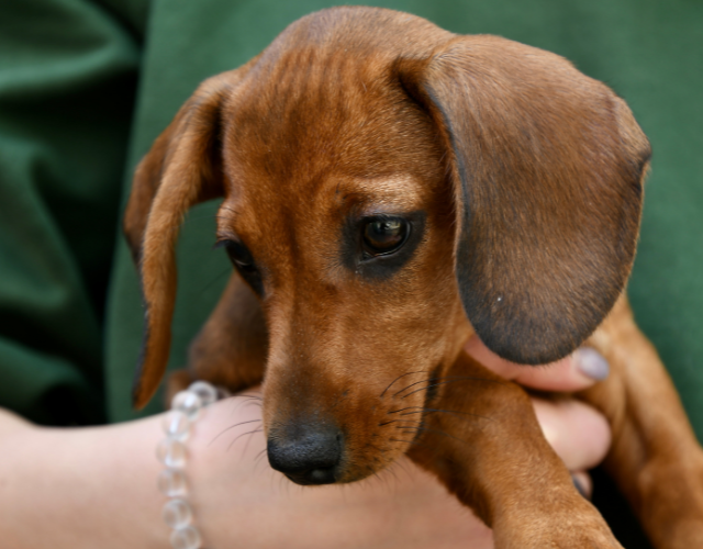 dachshund in hand of owner