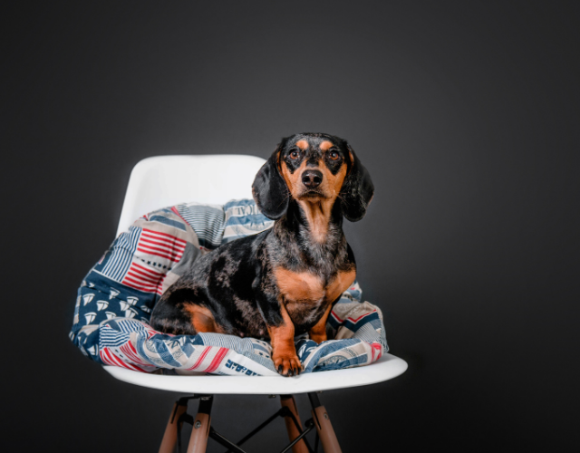 dachshund sitting on chair