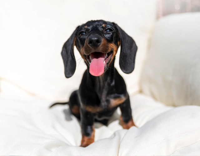 dachshund smiling with happy face