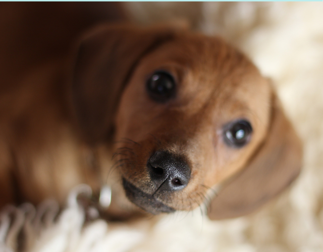 cute dachshund looking at you